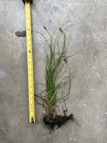 northern clustered sedge (Carex arcta)