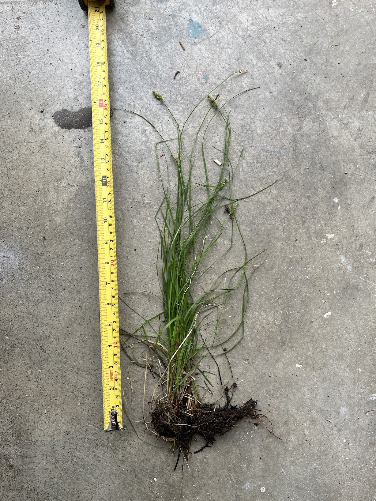 Northern Clustered Sedge (Carex arcta)
