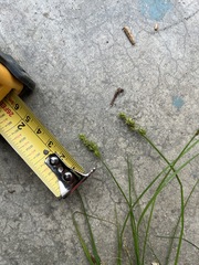 Carex arcta, photograph (c) Jo "Cirque" Stormer, some rights reserved (CC BY)