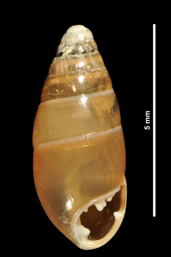Three-toothed Moss-snail