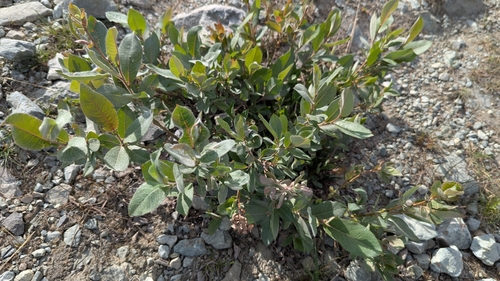 Undergreen Willow (Salix commutata)