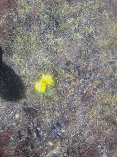 Hypochaeris meyeniana, photograph 2