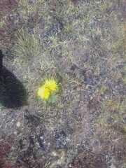 Hypochaeris meyeniana, photograph (c) Maria Luisa Bravo Alarcon, some rights reserved (CC BY)