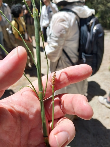 iNaturalist observation photo of smooth horsetail