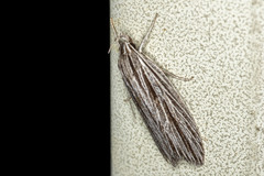 Leistarcha scitissimella