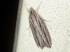 Leistarcha scitissimella