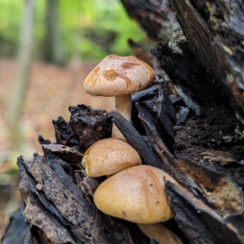Flämmlinge