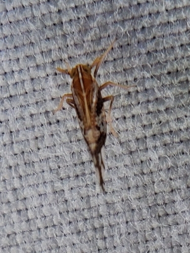 Ornate Delphacid Planthopper