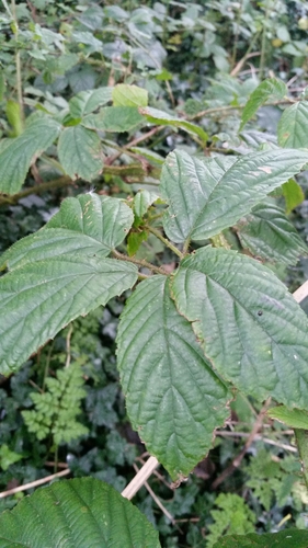 Image of Rubus hylocharis by (c) Susan Marley, some rights reserved (CC BY)