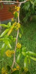 Azara lanceolata