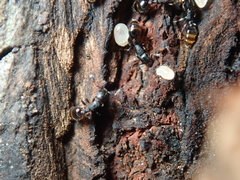 Temnothorax longispinosus