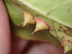 Caryomyia sanguinolenta