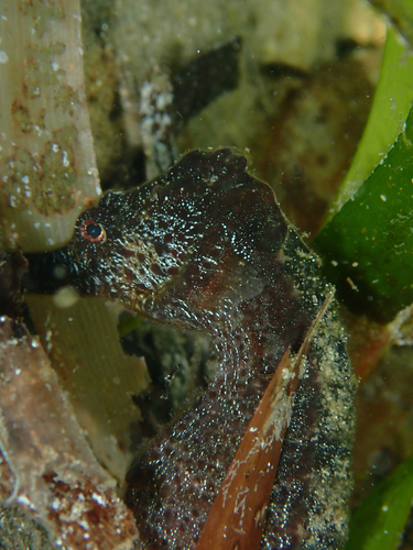 Hippocampus fuscus observed 2025-07-26
