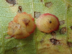 Caryomyia sanguinolenta