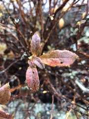 Rhododendron pilosum