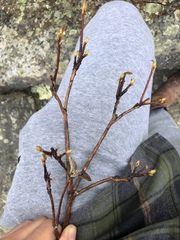 Rhododendron pilosum