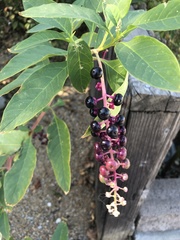 Phytolacca americana