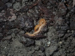 Schendyla nemorensis