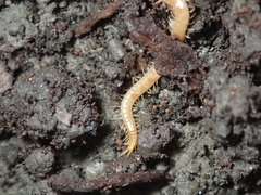 Schendyla nemorensis