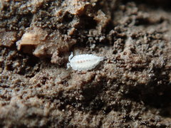 Platyarthrus hoffmannseggii