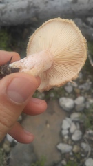 Lactarius mairei