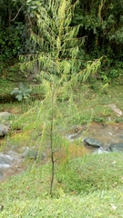 Angiospermae
