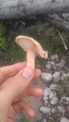 Lactarius mairei
