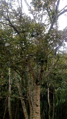 Angiospermae