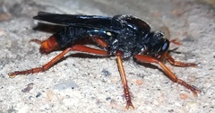 Proagonistes mystaceus