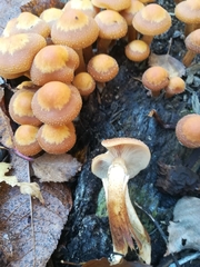 Fungi