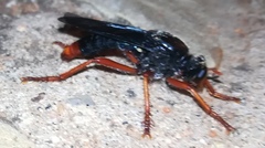 Proagonistes mystaceus