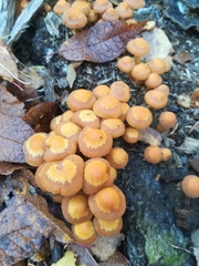 Fungi