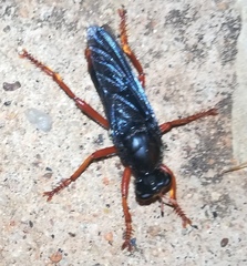 Proagonistes mystaceus