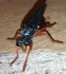 Proagonistes mystaceus