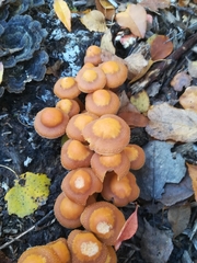 Fungi