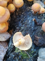 Fungi