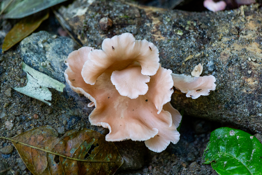 Pleurotus djamor · July 2025 · photo: © jpdandretta (iNaturalist, cc-by)