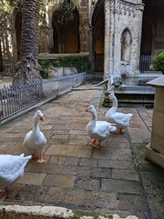 Anser anser domesticus