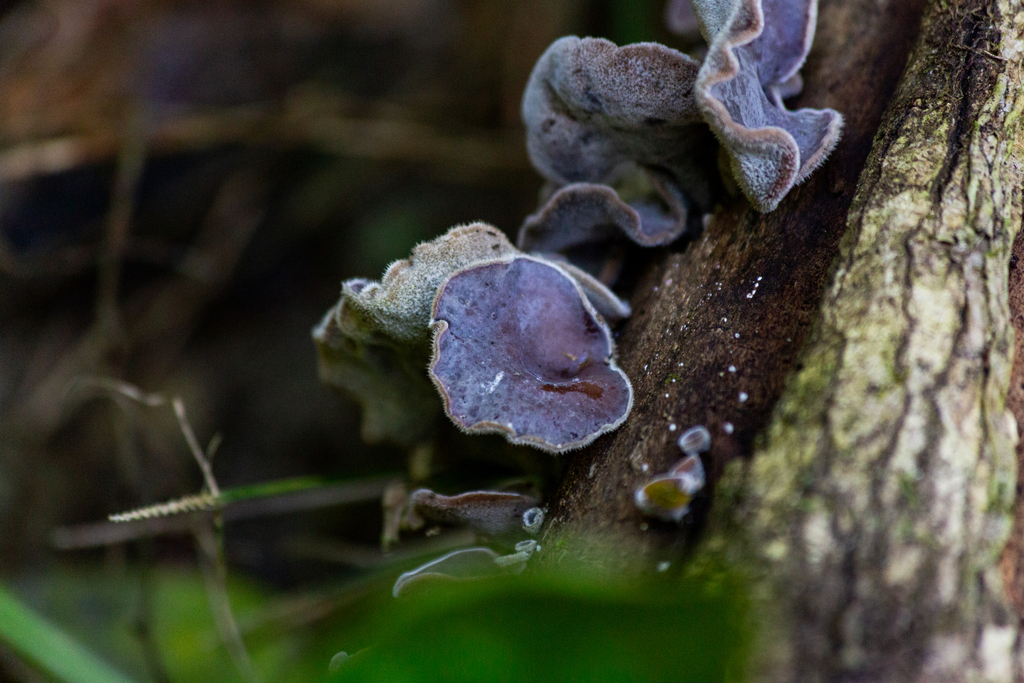 Auricularia nigricans · July 2025 · photo: © jpdandretta (iNaturalist, cc-by)