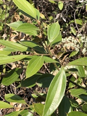 Cryptocarya triplinervis pubens