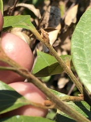 Cryptocarya triplinervis pubens