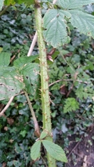 Rubus hylocharis
