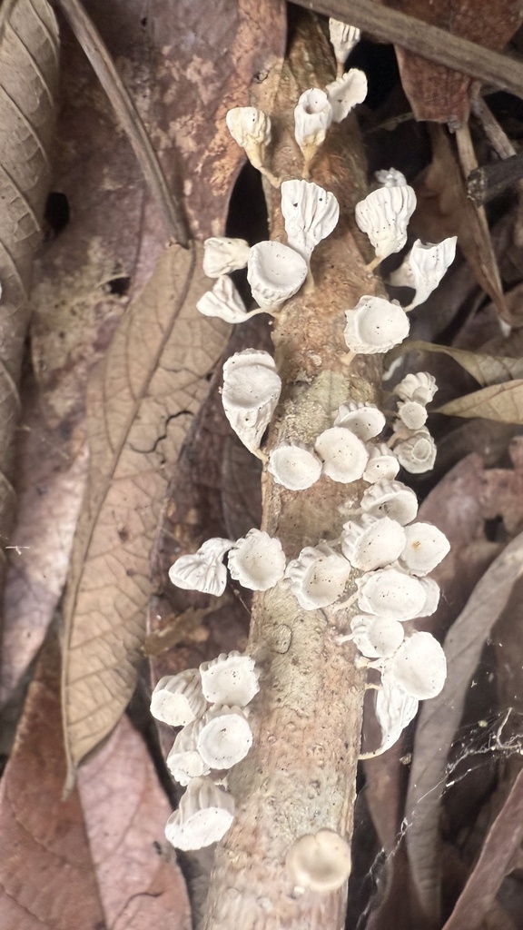 Gymnopus montagnei · July 2025 · photo: © sheylarossi (iNaturalist, cc-by-sa)