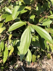 Cryptocarya triplinervis pubens