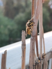 Vespula germanica