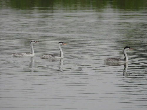 iNaturalist observation photo of Clark's Grebe