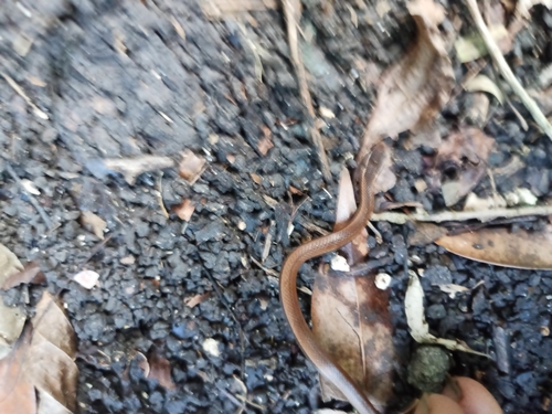 Black-striped Snake