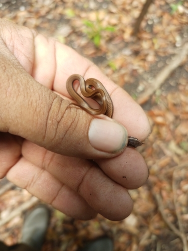 Black-striped Snake