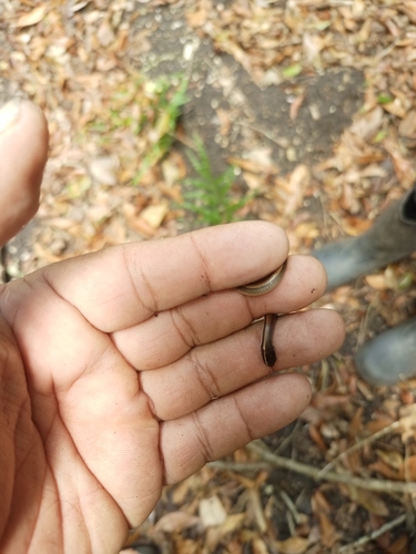 Black-striped Snake