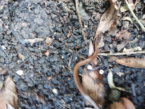 Black-striped Snake